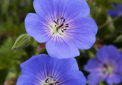 Geranium Rozanne - Geranium x ‘Rozanne’