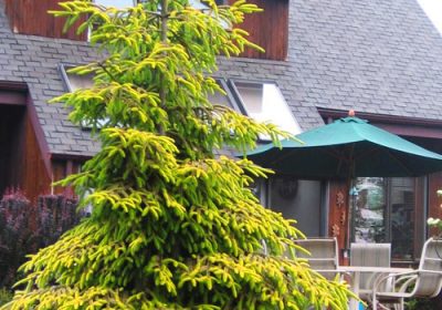 Golden Oriental Spruce - Picea orientalis _Aurea Spicata_