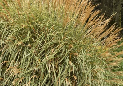 Grass Adagio Maiden Grass - Miscanthus sinensis ‘Adagio’