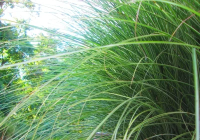 Grass Gracillimus Maiden Grass - Miscanthus sinensis ‘Gracillimus’