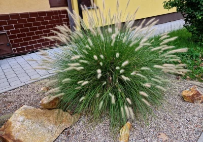 Grass Hameln Fountain Grass (Dwarf) - Pennisetum alop. ‘Hameln’