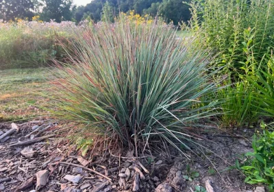 Grass Little Bluestem - Schizachyrium scoparium