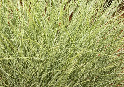 Grass Morning Light Maiden Grass - Miscanthus sinensis ‘Morning Light’