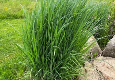 Grass Switch Grass (Native) - Panicum virgatum