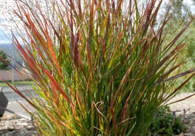 Grass Switch Grass Shenandoah (Native) Panicum virgatum ‘Shenandoah’