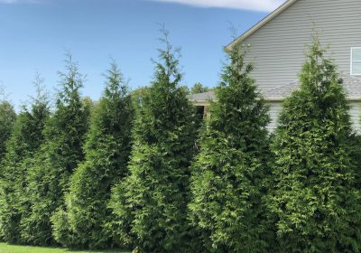 Green Giant Arborvitae - Thuja ‘Green Giant’