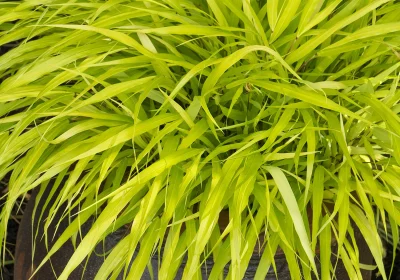 Hakonechloa All Gold - Hakonechloa macra ‘All Gold’