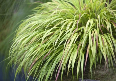 Hakonechloa Beni-Kaze - Hakonechloa macra ‘Beni-Kaze’