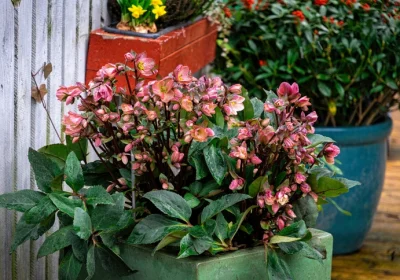 Hellebore Frostkiss Vibey Velvet - Helleborus x Frostkiss ‘Vibey Velvet’