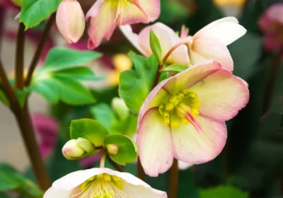 Hellebore Ivory Prince - Helleborus ‘Ivory Prince’