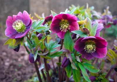 Hellebore Royal Heritage - Helleborus x hybridus ‘Royal Heritage’