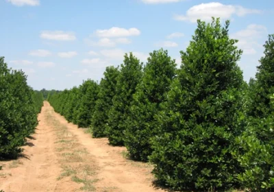 Holly Nellie R. Stevens - Ilex x ‘Nellie Stevens’