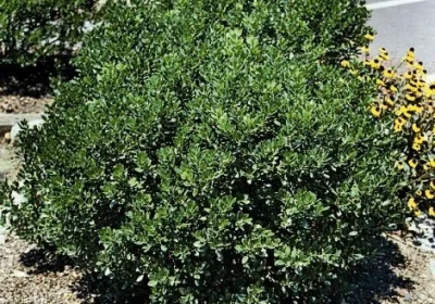 Holly ‘Compacta’ - Ilex crenata ‘Compacta’