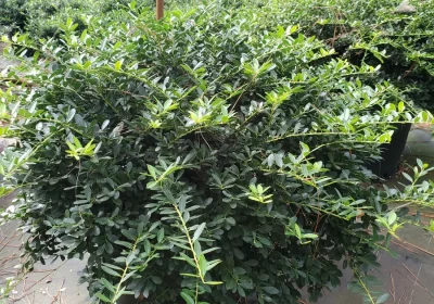 Holly ‘Helleri’ - Ilex crenata ‘Helleri’