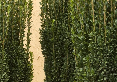 Holly ‘Sky Pencil’ - Ilex crenata ‘Sky Pencil’