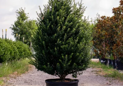 Holly ‘Steeds’ - Ilex crenata ‘Steeds’