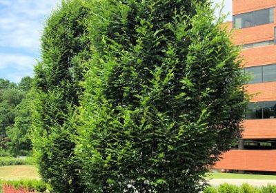 Hornbeam Columnar - Carpinus betulus ‘Fastigiata’