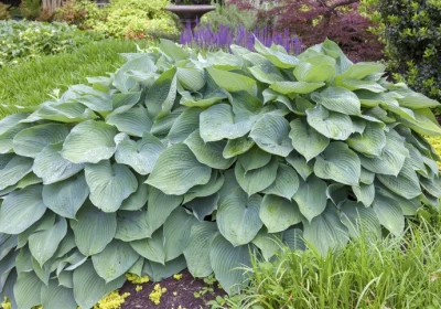 Hosta Big Daddy - Hosta ‘Fortunei Robusta Variegated’