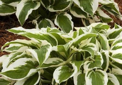 Hosta Patriot - Hosta ‘Patriot’