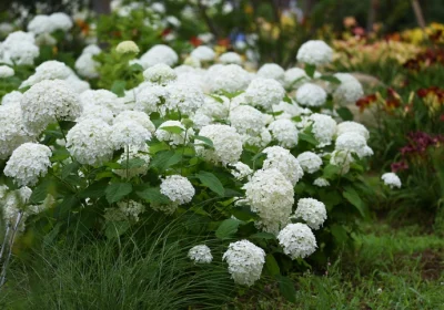 Hydrangea Annabelle - Hydrangea arborescens ‘Annabelle’