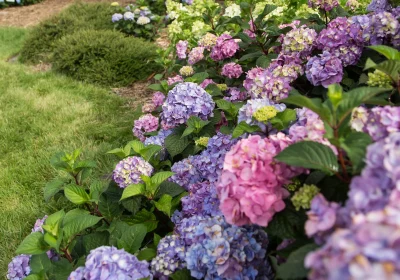 Hydrangea Bloomstruck - Hydrangea macrophylla ‘Bloomstruck’