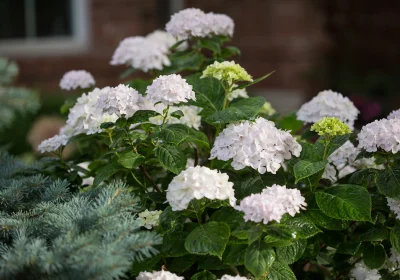 Hydrangea Blushing Bride - Hydrangea macrophylla ‘Blushing Bride’