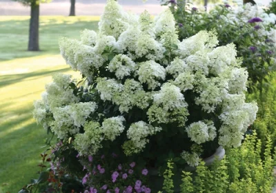 Hydrangea Bobo - Hydrangea paniculata ‘Bobo’
