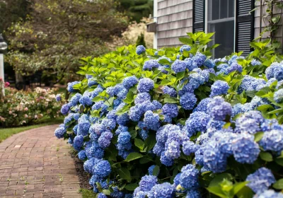 Hydrangea Endless Summer - Hydrangea macrophylla ‘Bailmer’