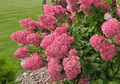 Hydrangea Fire Light Tidbit - Hydrangea paniculata ‘Fire Light Tidbit’