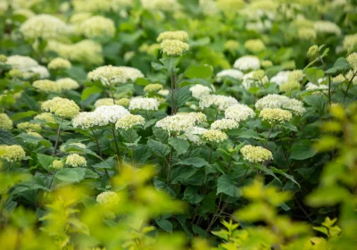 Hydrangea Flowerfull - Hydrangea arborescens ‘FlowerFull’