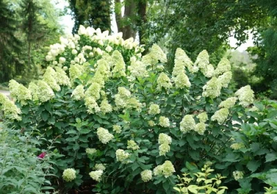 Hydrangea Limelight Prime - Hydrangea paniculata ‘Limelight Prime’