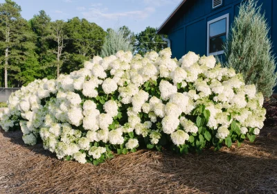 Hydrangea Little Hottie - Hydrangea paniculata ‘Little Hottie’