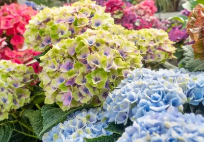 Hydrangea Magical Revolution - Hydrangea macrophylla ‘Magical Revolution’