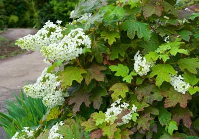 Hydrangea Oakleaf Sike’s Dwarf - Hydrangea quercifolia ‘Sikes Dwarf’
