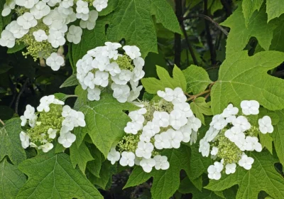Hydrangea Oakleaf Toy Soldier - Hydrangea quercifolia ‘Toy Soldier’