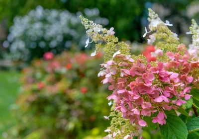 Hydrangea Pinky Winky (Tree Form)
