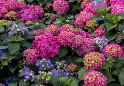 Hydrangea Summer Crush- Hydrangea macrophylla ‘Summer Crush’