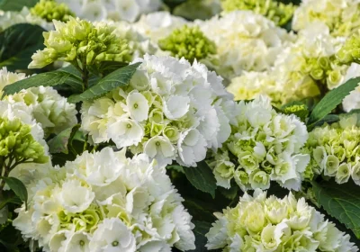 Hydrangea Wedding Gown - Hydrangea macrophylla ‘Wedding Gown’