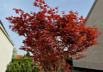 Japanese Maple Bloodgood - Acer palmatum ‘Bloodgood’