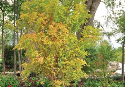 Japanese Maple Coral Bark - Acer palmatum ‘Sango-kaku’