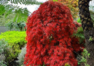 Japanese Maple Orangeola (Weeping) - Acer pal dis ‘Orangeola’