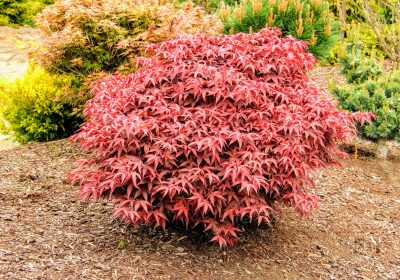 Japanese Maple Rhode Island Red (Dwarf) - Acer palmatum ‘Rhode Island Red’