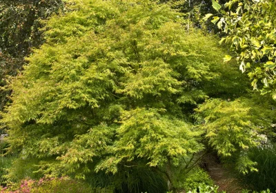 Japanese Maple Seiryu - Acer palmatum var. Dis. ‘Seiryu’