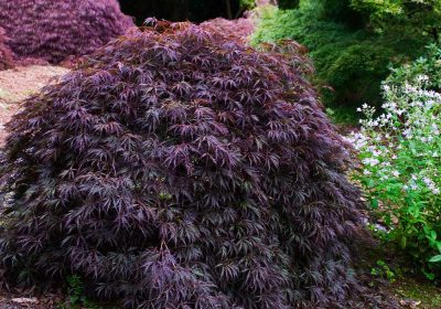 Japanese Maple Tamukeyama (Weeping) - Acer pal dis ‘Tamukeyama’