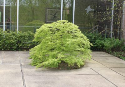 Japanese Maple Viridis (Weeping - Green Leaf) - Acer pal dis ‘Viridis’