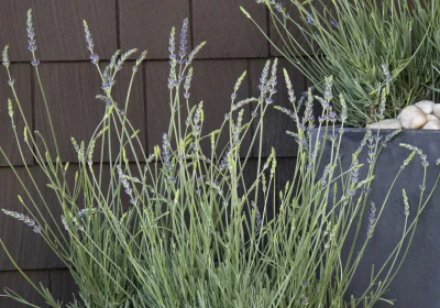 Lavender Phenomenal - Lavandula x intermedia ‘Phenomenal’