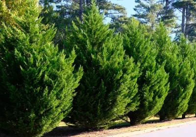 Leyland Cypress - Cuprocyparis leylandii