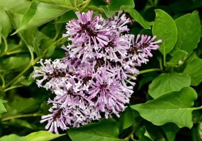 Lilac Miss Kim (Tree Form) - Syringa pubescens subsp. patula ‘Miss Kim’