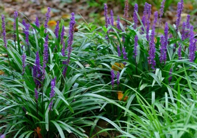 Liriope Royal Purple - Liriope muscari ‘Royal Purple’