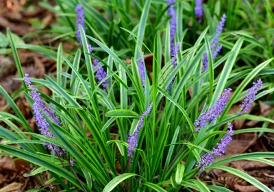 Liriope Variegated - Liriope muscari ‘Variegata’